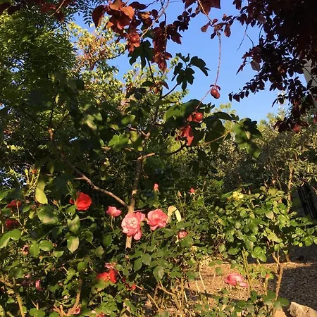 Dom wakacyjny Maison Oleander Bize-Minervois